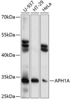 APH1A Antibody - Azide and BSA Free, Novus Biologicals 0.1 mL, Unconjugated:Antibodies,