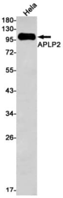 APLP-2 Antibody (S06-8I7), Novus Biologicals 50 &mu;g; Unconjugated:Antibodies,