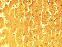 APM2 Rabbit anti-Human, Polyclonal, Novus Biologicals 100 &mu;g; Unconjugated:Antibodies,