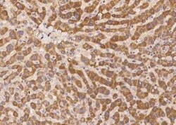 APMAP Antibody, Novus Biologicals:Antibodies:Primary Antibodies