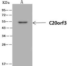 APMAP Antibody, Novus Biologicals:Anticorps:Anticorps primaires