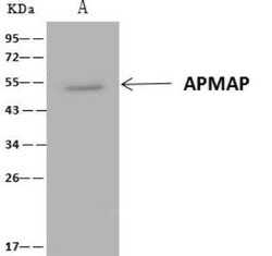 APMAP Antibody, Novus Biologicals:Antibodies:Primary Antibodies