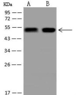 APMAP Antibody, Novus Biologicals:Antibodies:Primary Antibodies