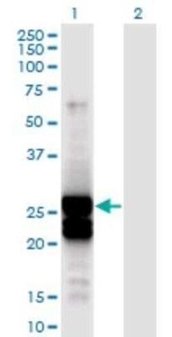 APOBEC2 Antibody (4D7), Novus Biologicals 0.1 mg | Buy Online | Novus Biologicals | Fisher Scientific