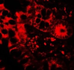 APOBEC3B Antibody - BSA Free, Novus Biologicals 0.1 mg | Buy Online | Novus Biologicals | Fisher Scientific