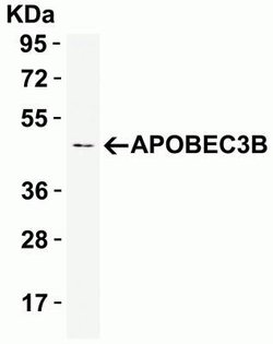APOBEC3B Antibody - BSA Free, Novus Biologicals 0.1 mg | Buy Online | Novus Biologicals | Fisher Scientific