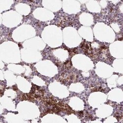 APOBEC3D Antibody, Novus Biologicals 25 &mu;L, Unconjugated:Antibodies,