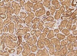 APOOL Antibody, Novus Biologicals 50 &mu;g; Unconjugated:Antibodies, Polyclonal