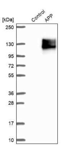 APP Antibody, Novus Biologicals 0.1 mL | Buy Online | Novus Biologicals | Fisher Scientific