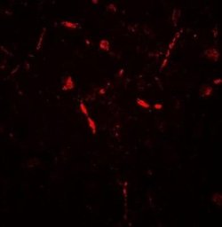 APPBP2 Antibody - BSA Free, Novus Biologicals 0.1 mg | Buy Online | Novus Biologicals | Fisher Scientific