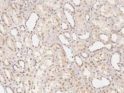 ARA54 Antibody, Novus Biologicals 100 &mu;g | Buy Online | Novus Biologicals | Fisher Scientific