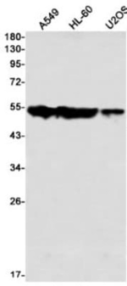 ARA54 Antibody (S01-1H7), Novus Biologicals 100 &mu;g | Buy Online | Novus Biologicals | Fisher Scientific