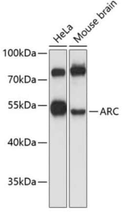 ARC/ARG3.1 Antibody - Azide and BSA Free, Novus Biologicals 0.02 mL, Unconjugated:Antibodies,