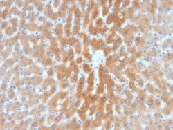 ARF1 Antibody (1A9/5) - Azide and BSA Free, Novus Biologicals 100 &mu;g | Buy Online | Novus Biologicals | Fisher Scientific