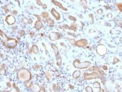 ARF1 Antibody (ARF1/2117) - Azide and BSA Free, Novus Biologicals 100 &mu;g | Buy Online | Novus Biologicals | Fisher Scientific
