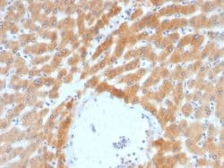 ARF1 Antibody (ARF1/2117) - Azide and BSA Free, Novus Biologicals 100 &mu;g | Buy Online | Novus Biologicals | Fisher Scientific
