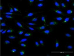 ARF1 Antibody (4G6), Novus Biologicals 100 &mu;g | Buy Online | Novus Biologicals | Fisher Scientific