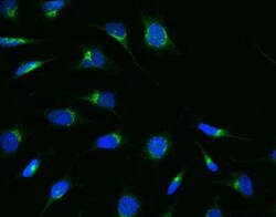 ARF3 Antibody, Novus Biologicals:Antibodies:Primary Antibodies