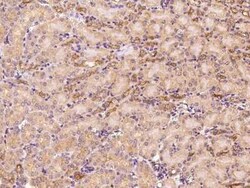 ARF3 Antibody, Novus Biologicals:Antibodies:Primary Antibodies
