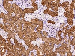 ARF3 Antibody, Novus Biologicals:Antibodies:Primary Antibodies
