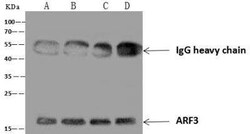 ARF3 Antibody, Novus Biologicals:Antibodies:Primary Antibodies