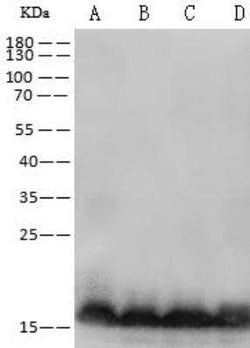 ARF3 Antibody, Novus Biologicals:Antibodies:Primary Antibodies