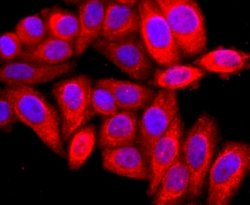 ARF6 Rabbit anti-Human, Clone: JF101-2, Novus Biologicals 100&mu;L:Antibodies,