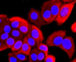 ARF6 Rabbit anti-Human, Clone: JF101-2, Novus Biologicals 100&mu;L:Antibodies,