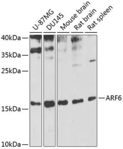 ARF6 Antibody - BSA Free, Novus Biologicals 0.02 mL, Unconjugated:Antibodies,