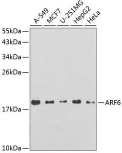 ARF6 Antibody - BSA Free, Novus Biologicals 0.02 mL, Unconjugated:Antibodies,