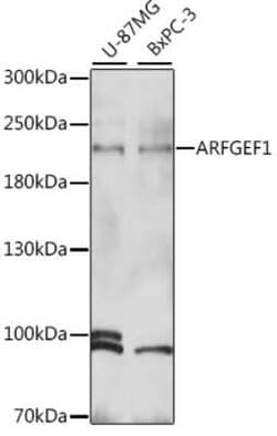 ARFGEF1 Antibody - Azide and BSA Free, Novus Biologicals 0.02 mL, Unconjugated:Antibodies,