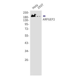 ARFGEF2 Antibody (S07-7H7), Novus Biologicals 100 &mu;g; Unconjugated:Anticorps,