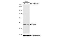 ARG2 Antibody (GT11111), Novus Biologicals 100 &mu;g | Buy Online | Novus Biologicals | Fisher Scientific
