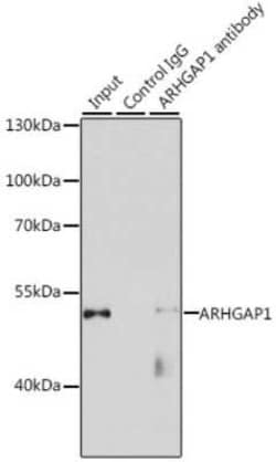 ARHGAP1 Antibody - Azide and BSA Free, Novus Biologicals 0.02 mL, Unconjugated:Antibodies,
