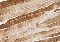 ARHGAP11B Antibody, Novus Biologicals 50 &mu;g; Unconjugated:Antibodies,