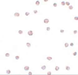 ARHGAP18 Antibody - BSA Free, Novus Biologicals 0.1 mg | Buy Online | Novus Biologicals | Fisher Scientific