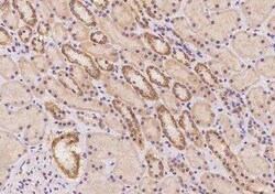 ARHGAP19 Antibody, Novus Biologicals 50 &mu;g; Unconjugated:Antibodies,
