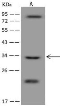 ARHGAP19 Antibody, Novus Biologicals 50 &mu;g; Unconjugated:Antibodies,