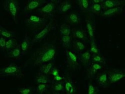 ARHGAP22 Antibody, Novus Biologicals:Antibodies:Primary Antibodies