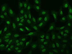 ARHGAP22 Antibody, Novus Biologicals 50 &mu;g, Unconjugated:Antibodies,