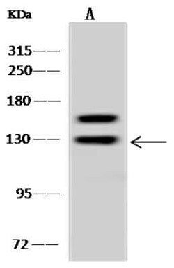 ARHGAP4 Antibody, Novus Biologicals 50 &mu;g, Unconjugated:Antibodies,