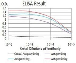 ARHGAP42 Antibody (2F1A7) - BSA Free, Novus Biologicals:Antibodies:Primary