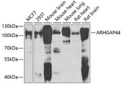 ARHGAP44 Antibody - BSA Free, Novus Biologicals 0.02 mL, Unconjugated:Antibodies,