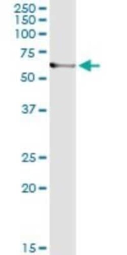 ARHGEF5 Antibody (4D10-D11), Novus Biologicals 0.1 mg | Buy Online | Novus Biologicals | Fisher Scientific