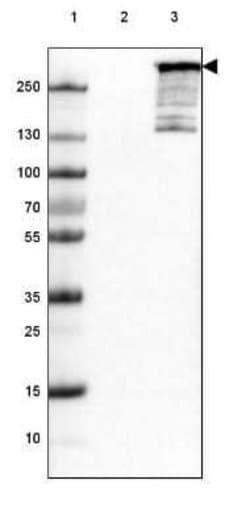 ARID1A Antibody (CL3595), Novus Biologicals 100&mu;L:Antibodies, Monoclonal