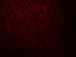 ARID1A Antibody - BSA Free, Novus Biologicals 0.1 mg; Unconjugated:Antibodies,