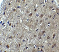 ARID1A Antibody - BSA Free, Novus Biologicals 0.1 mg; Unconjugated:Antibodies,