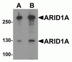 ARID1A Antibody - BSA Free, Novus Biologicals 0.1 mg; Unconjugated:Antibodies,