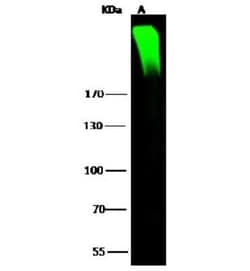 ARID1A Antibody, Novus Biologicals 100 &mu;g, Unconjugated:Antibodies,