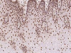 ARID1B Antibody, Novus Biologicals 100 &mu;g, Unconjugated:Antibodies,